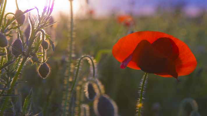 pyvart 20120608 201447 coquelicots